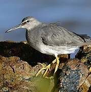 Wandering Tattler