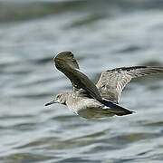 Wandering Tattler