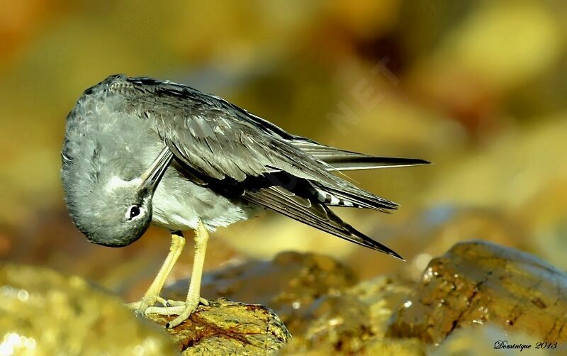 Wandering Tattler