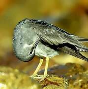 Wandering Tattler