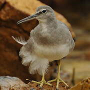 Wandering Tattler