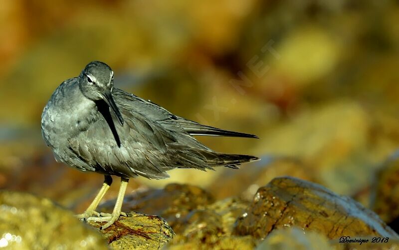 Wandering Tattler