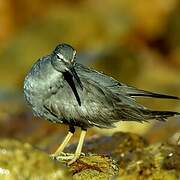 Wandering Tattler