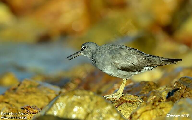 Wandering Tattler, identification