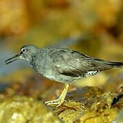 Wandering Tattler