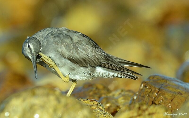 Wandering Tattler