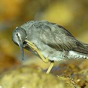 Wandering Tattler