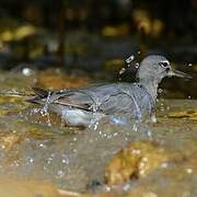 Wandering Tattler