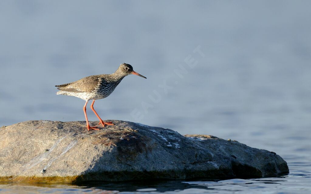 Common Redshank