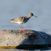 Common Redshank