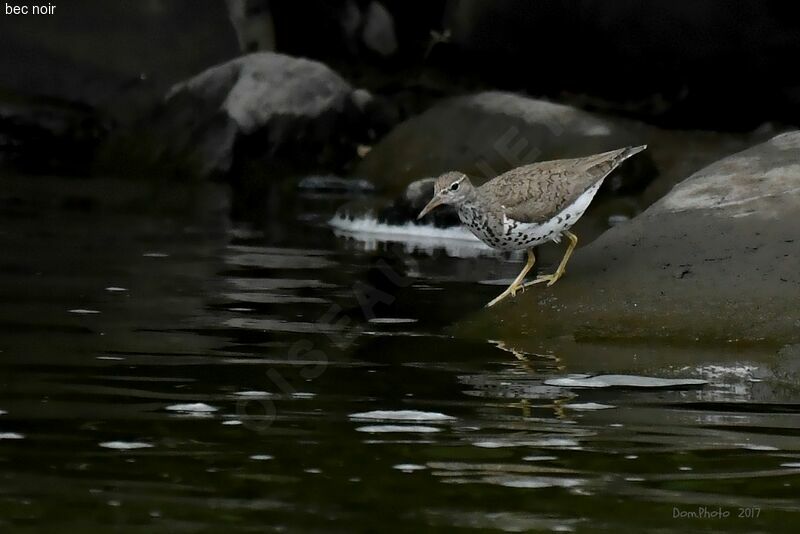 Spotted Sandpiper male adult breeding