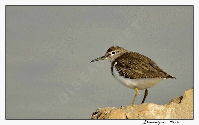 Common Sandpiper