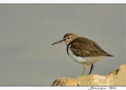 Common Sandpiper