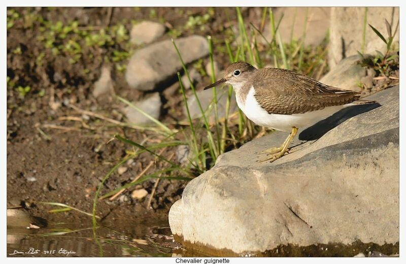 Common Sandpiper