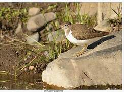 Common Sandpiper