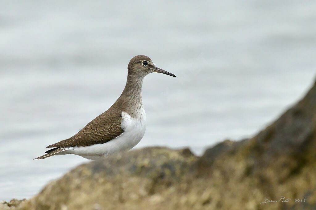 Common Sandpiper