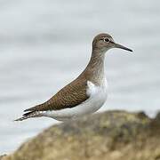 Common Sandpiper