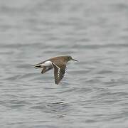 Common Sandpiper