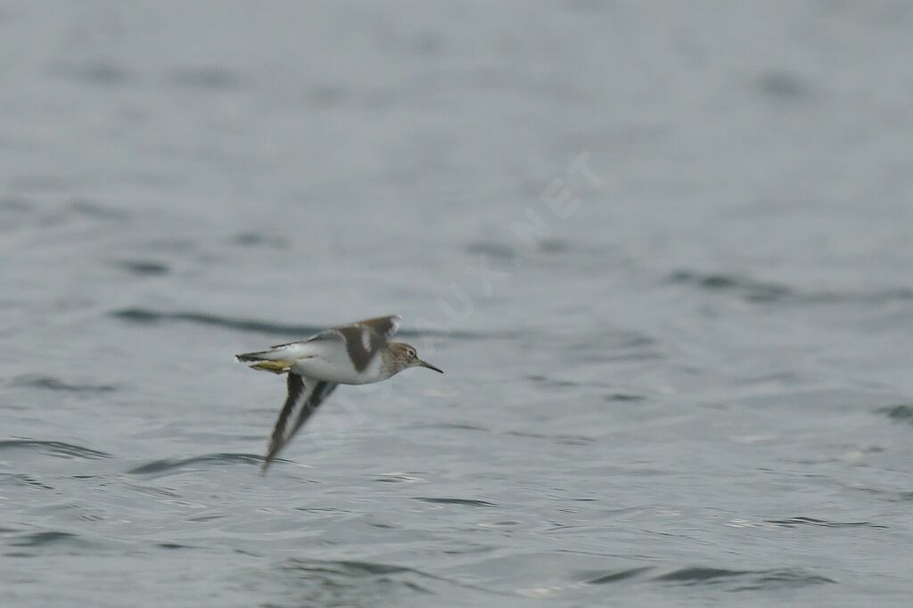 Common Sandpiper