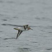 Common Sandpiper