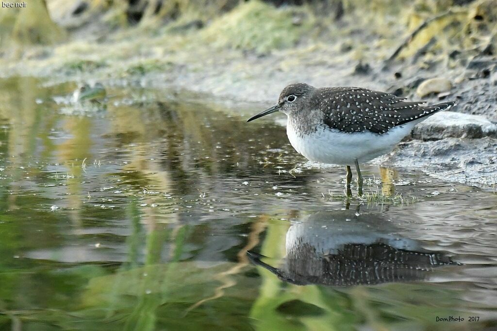 Solitary Sandpiper