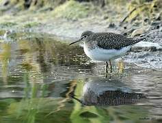 Solitary Sandpiper