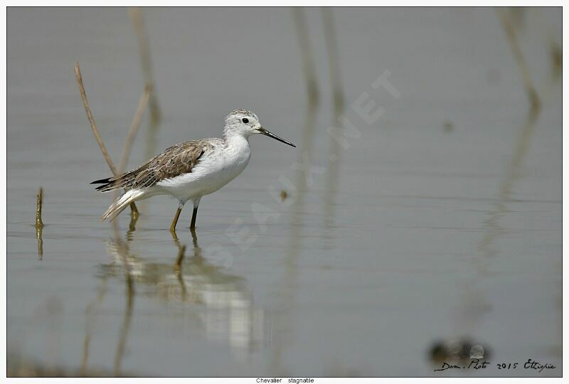 Marsh Sandpiper