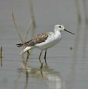 Marsh Sandpiper