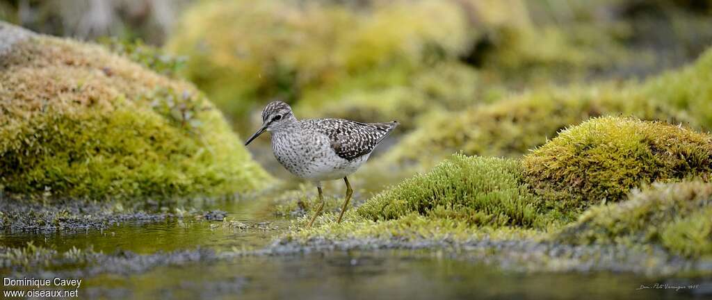 Wood Sandpiper