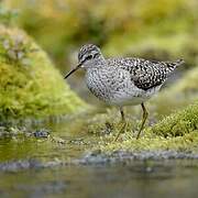 Wood Sandpiper