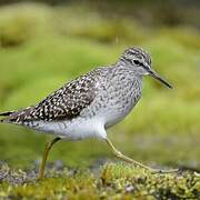 Wood Sandpiper