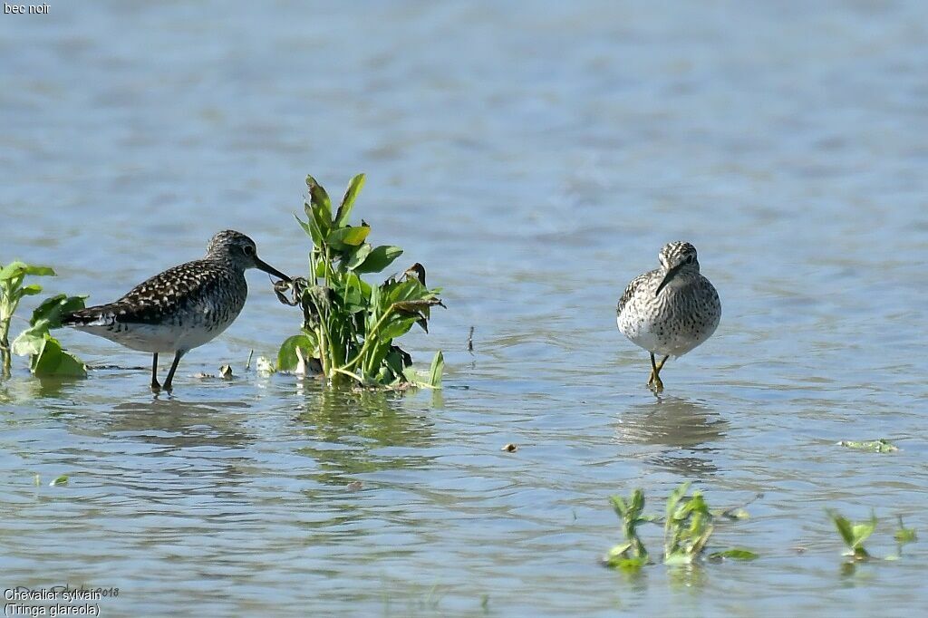 Wood Sandpiper