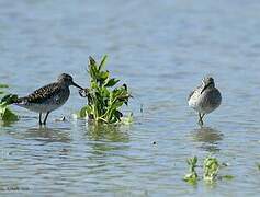 Wood Sandpiper