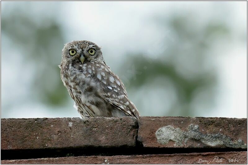 Little Owl