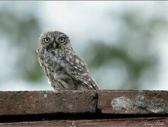 Little Owl