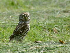 Little Owl