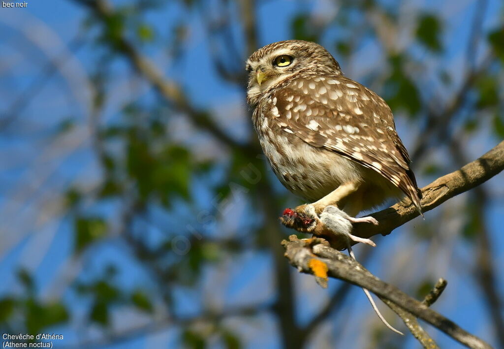 Little Owl