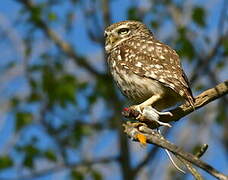 Little Owl