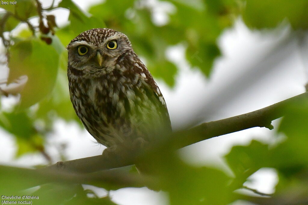 Little Owl