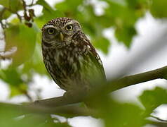 Little Owl