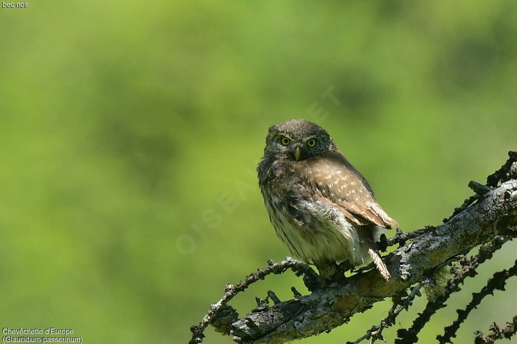 Eurasian Pygmy Owl