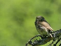 Eurasian Pygmy Owl