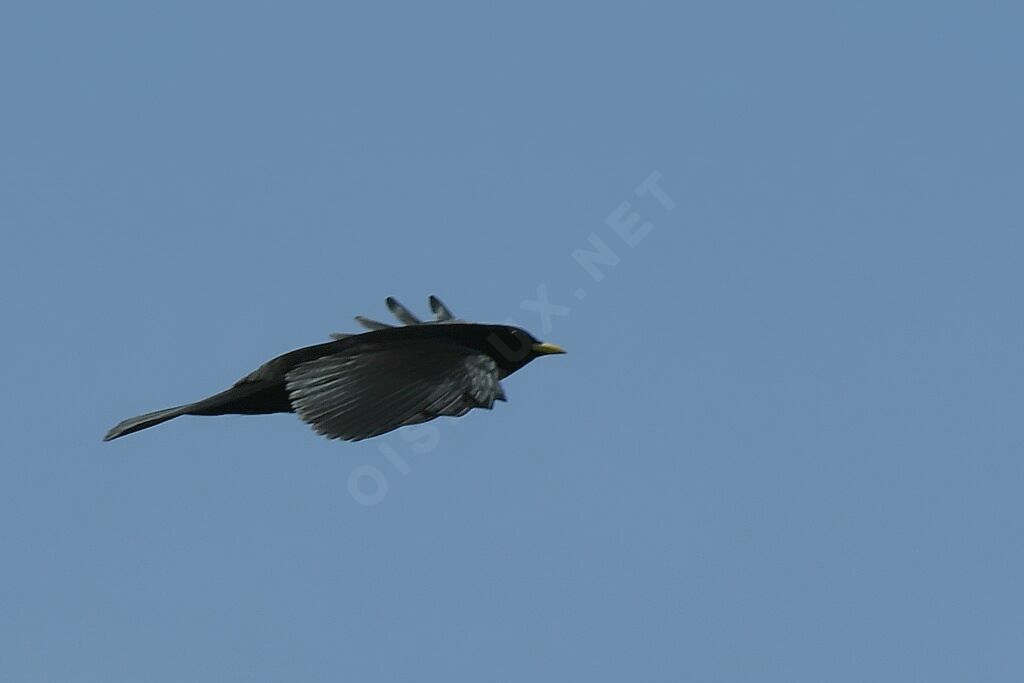 Alpine Chough