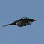 Alpine Chough