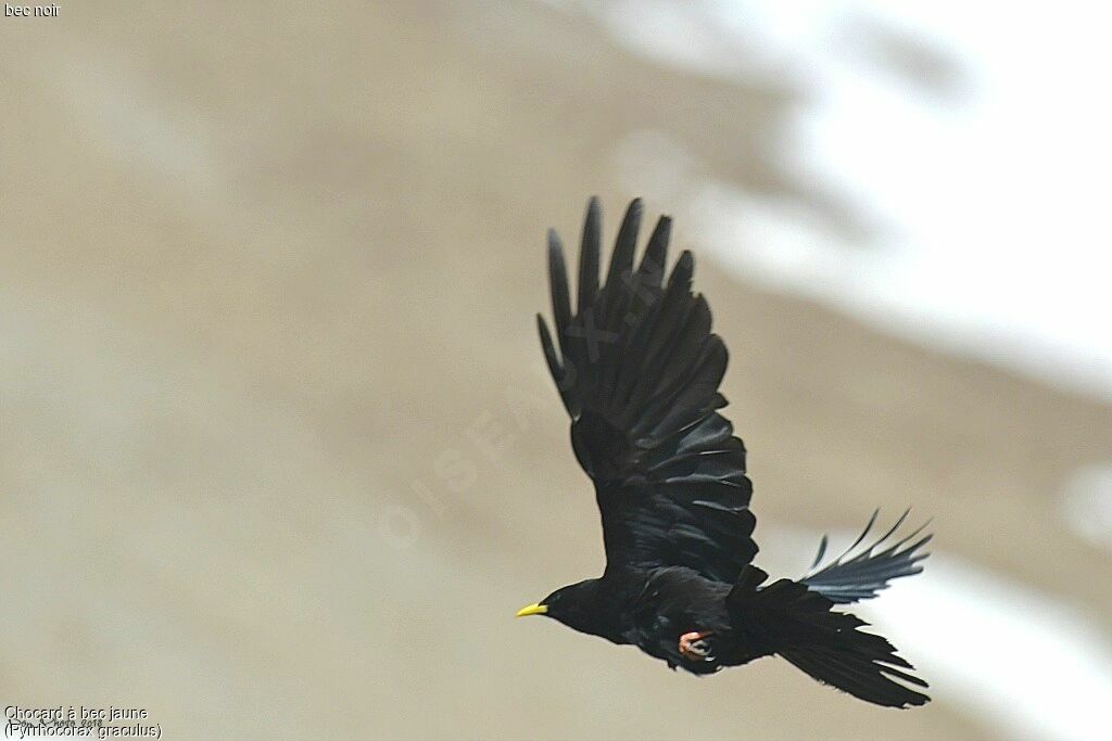 Alpine Chough