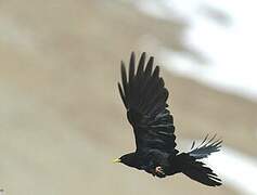 Alpine Chough