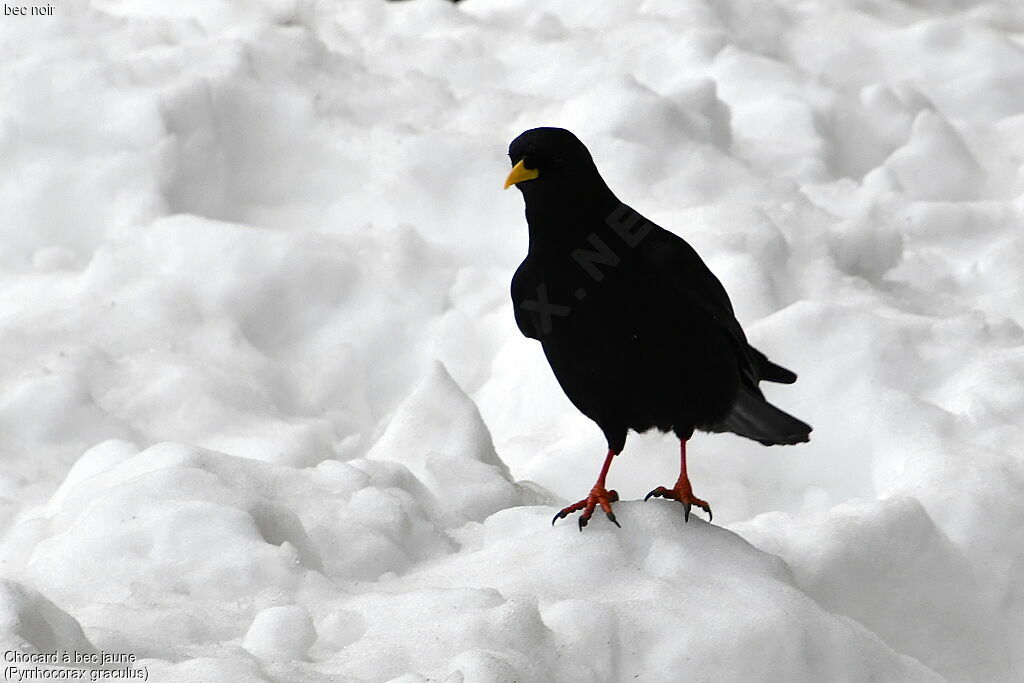 Alpine Chough