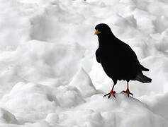 Alpine Chough