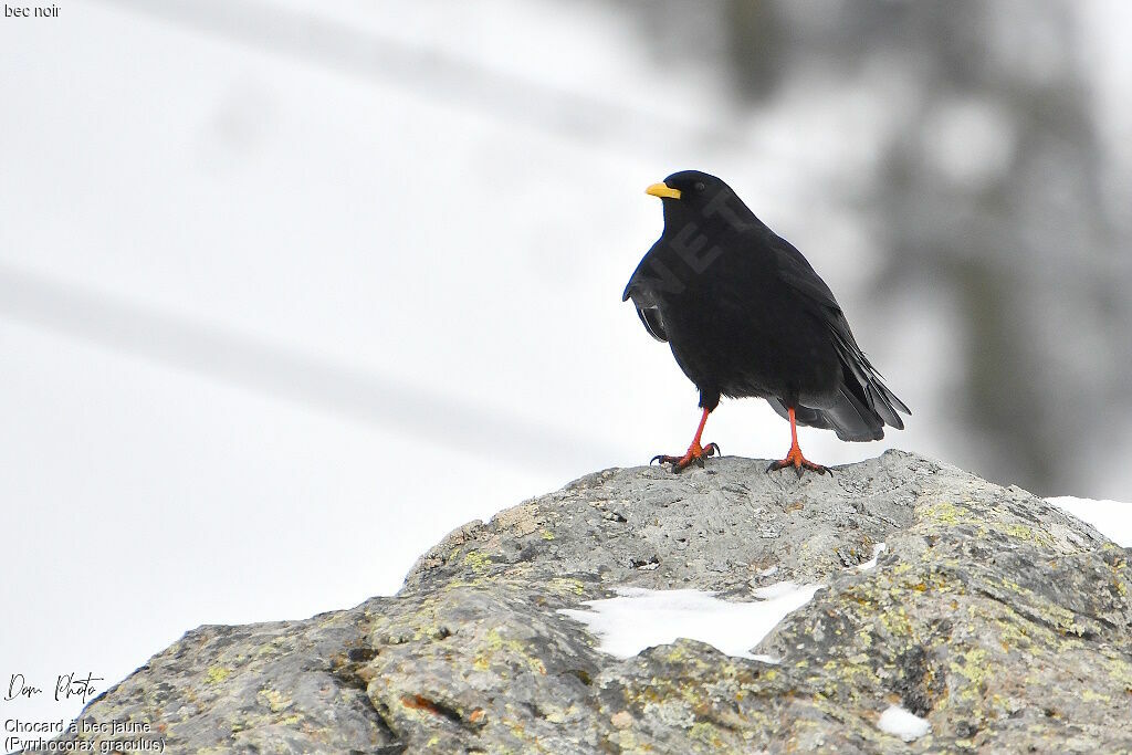 Alpine Chough