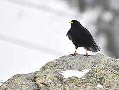 Alpine Chough